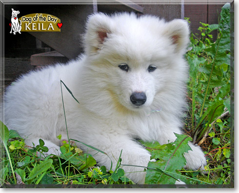 Keila, the Dog of the Day