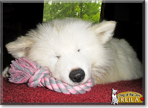 Keila, the Dog of the Day