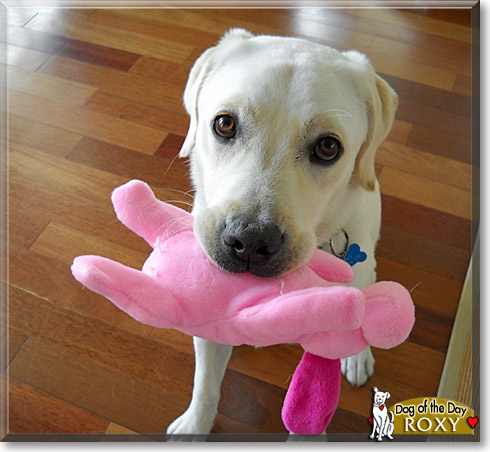 Roxy, the Dog of the Day