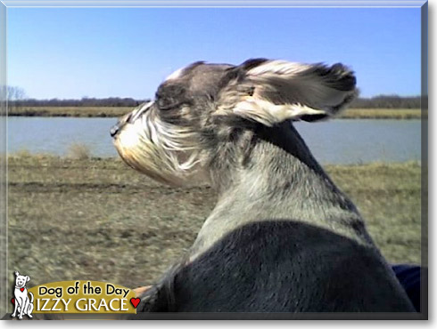 Izzy Grace, the Dog of the Day