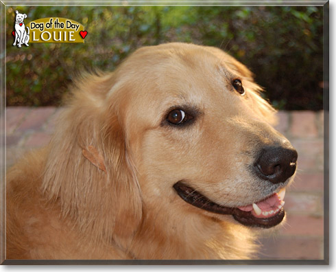 Louie, the Dog of the Day