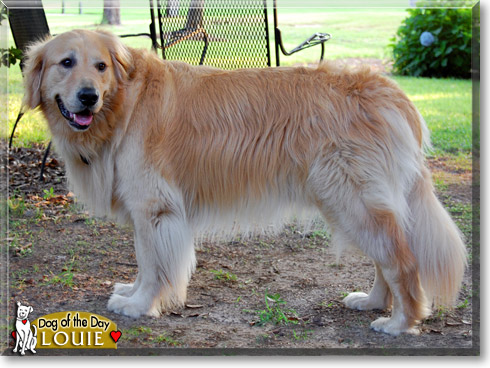 Louie, the Dog of the Day