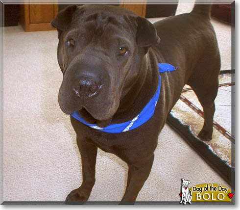 Bolo, the Dog of the Day