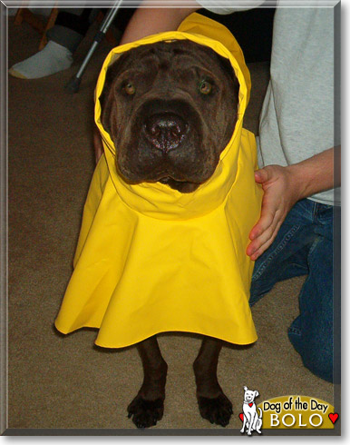 Bolo, the Dog of the Day