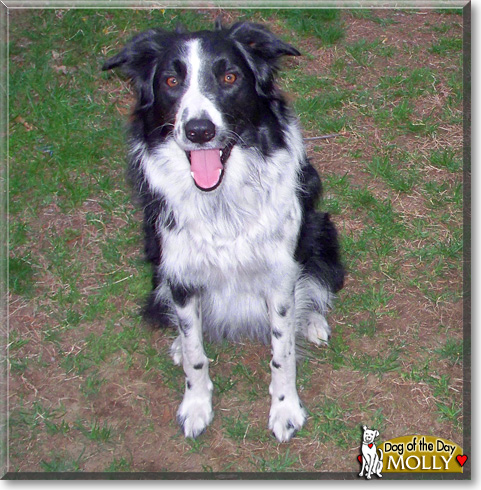 Molly, the Dog of the Day Molly, the Dog of the Day