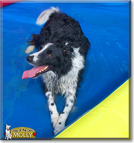 Molly, the Dog of the Day Molly, the Dog of the Day