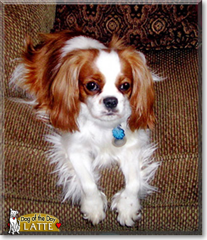 Latte, the Dog of the Day