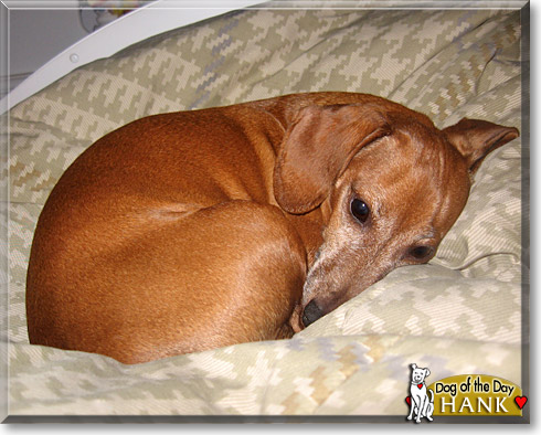 Hank, the Dog of the Day