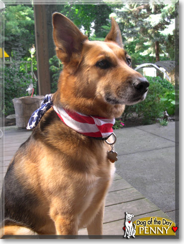 Penny, the Dog of the Day