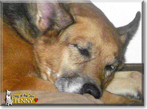 Penny, the Dog of the Day