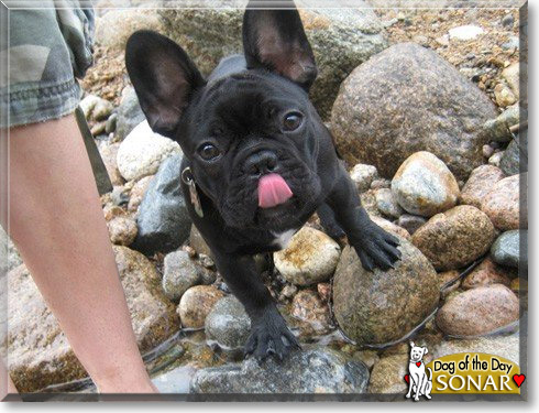 Sonar, the Dog of the Day