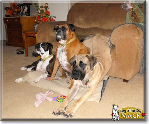 Mack, the Dog of the Day
