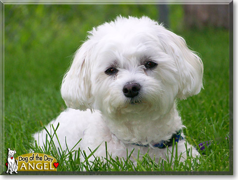 Angel, the Dog of the Day