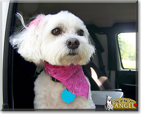 Angel, the Dog of the Day