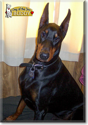 Buddy, the Dog of the Day