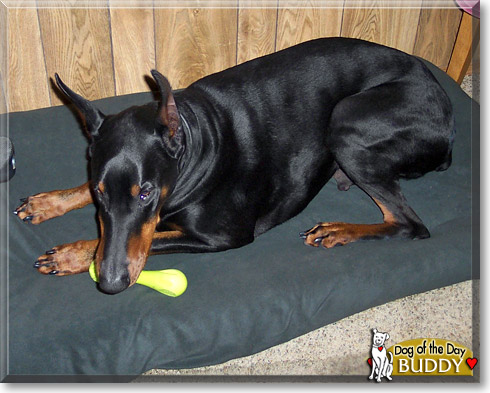 Buddy, the Dog of the Day