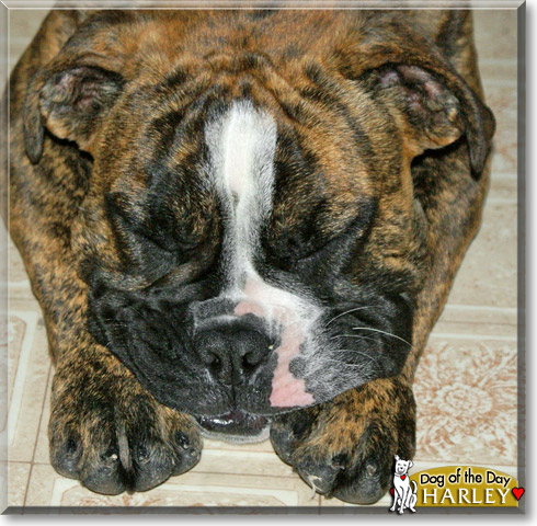 Harley, the Dog of the Day