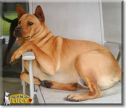 Lucy, the Dog of the Day