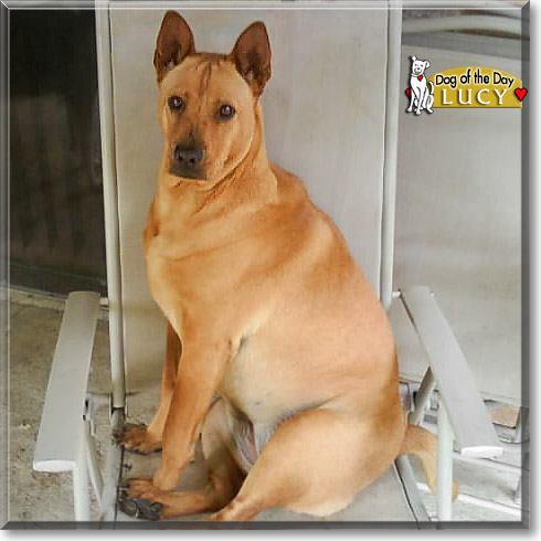 Lucy, the Dog of the Day