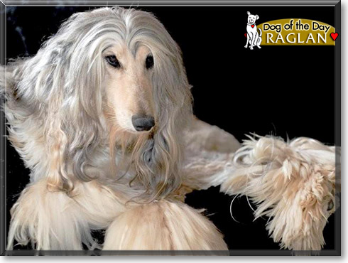 Raglan, the Dog of the Day