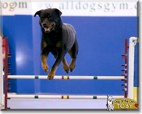 Toby, the Dog of the Day