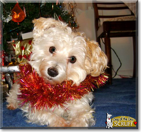 Scruff, the Dog of the Day Scruff, the Dog of the Day