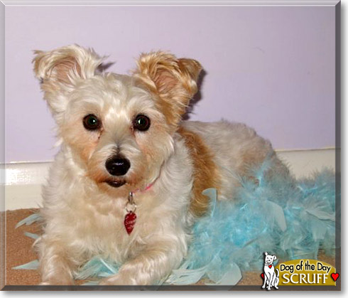 Scruff, the Dog of the Day Scruff, the Dog of the Day