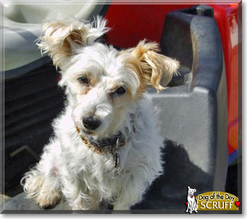 Scruff, the Dog of the Day