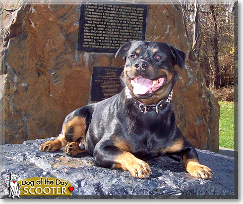 Scooter, the Dog of the Day