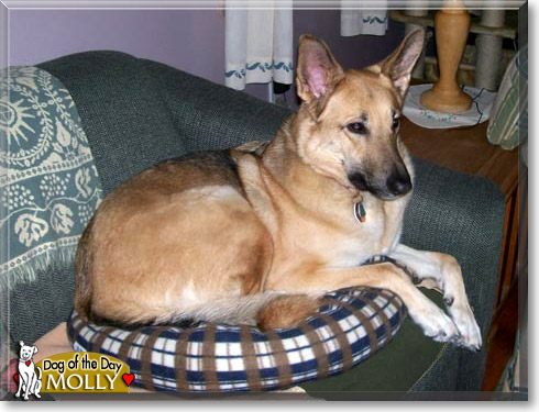 Molly, the Dog of the Day