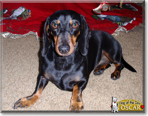 Oscar, the Dog of the Day