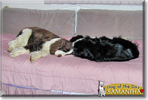 Samantha, the Dog of the Day