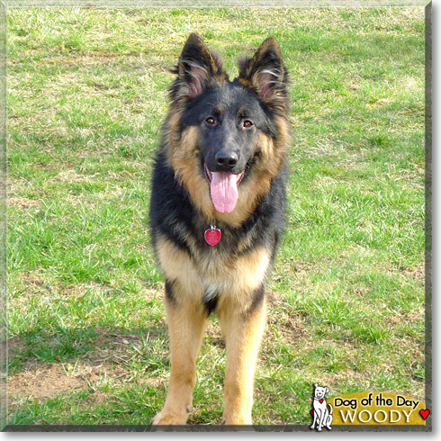 Woody, the Dog of the Day