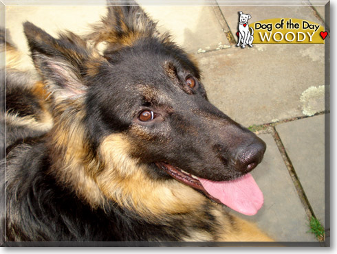 Woody, the Dog of the Day