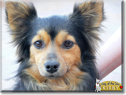 Kirby, the Dog of the Day Kirby, the Dog of the Day