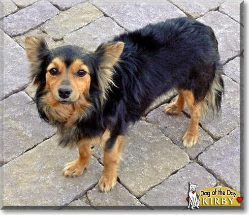 Kirby, the Dog of the Day Kirby, the Dog of the Day
