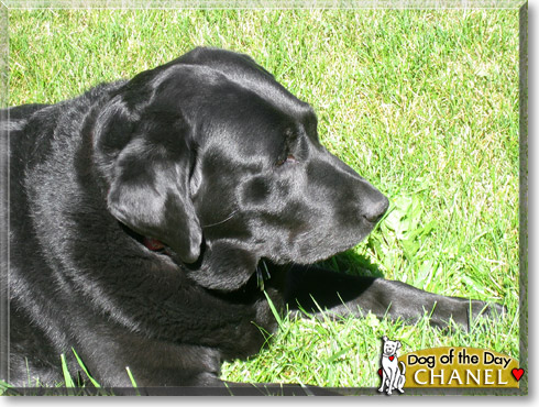 Chanel, the Dog of the Day
