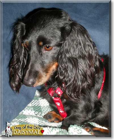 DaisyMae, the Dog of the Day