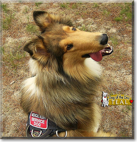 Teal, the Dog of the Day