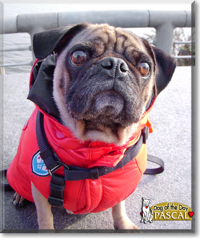 Pascal, the Dog of the Day Pascal, the Dog of the Day
