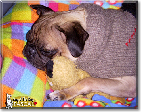 Pascal, the Dog of the Day Pascal, the Dog of the Day
