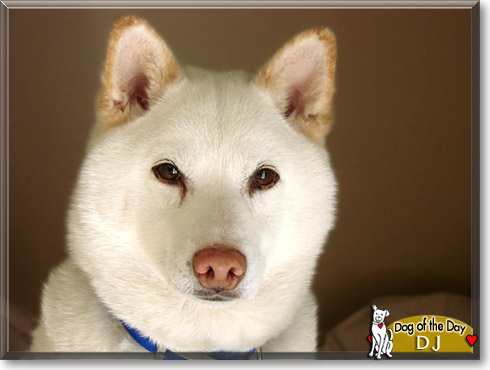 DJ, the Dog of the Day
