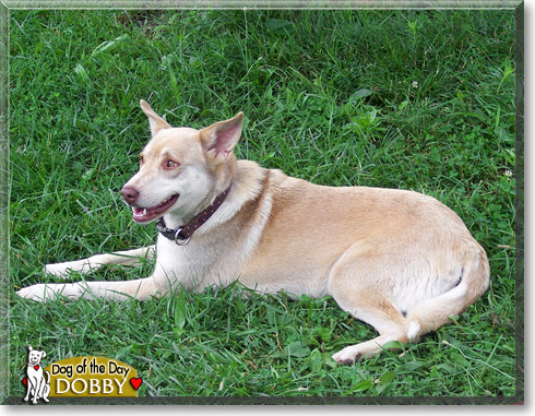 Dobby, the Dog of the Day
