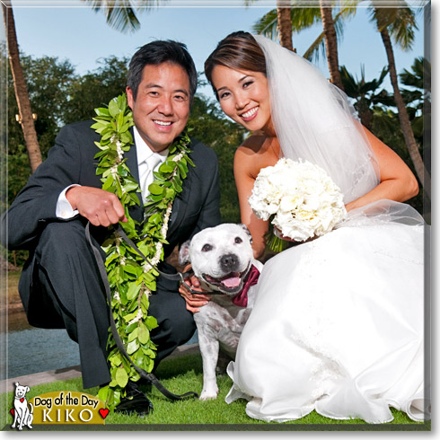 Kiko, the Dog of the Day