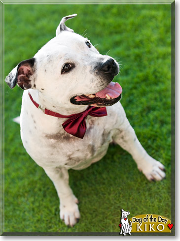 Kiko, the Dog of the Day
