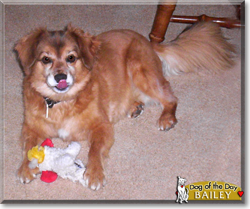 Bailey, the Dog of the Day
