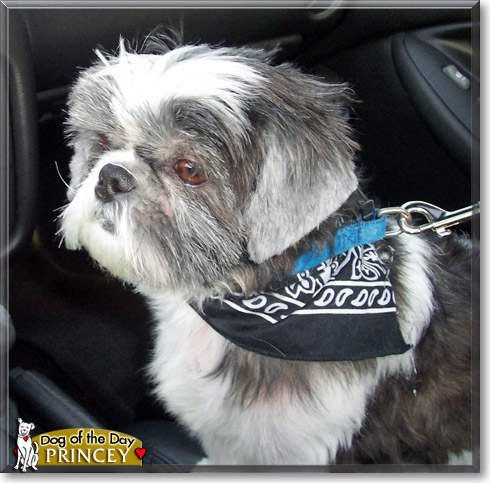 Princey, the Dog of the Day