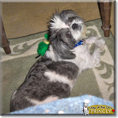 Princey, the Dog of the Day
