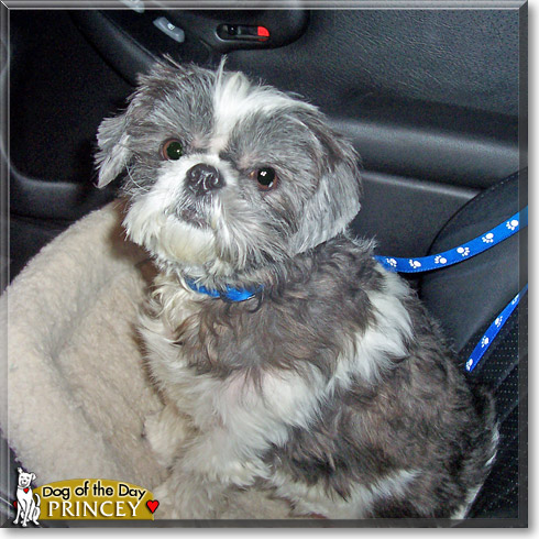 Princey, the Dog of the Day