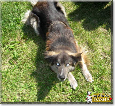 Dasha, the Dog of the Day